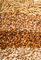 background buckwheat, barley, wheat, oats