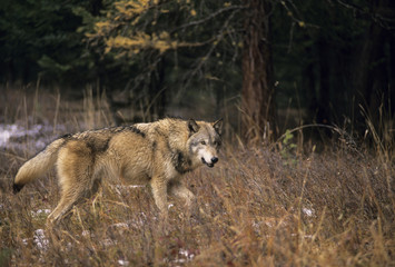 Wolf (Canis lupus) Alberta, Canada.