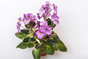 Saintpaulia varieties Galaxy L.Hale . Beautiful violet with purple flowers.