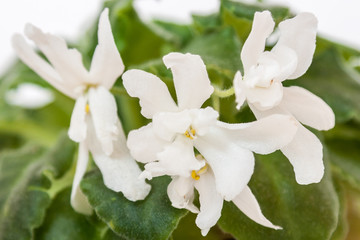 Saintpaulia varieties Lunar Lily J.Dates . Beautiful white flowers with unusual shapes. Close-up