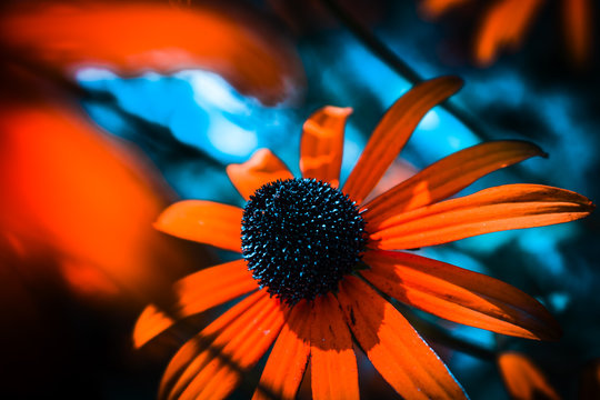 Fototapeta Orange flower closeup with a light blue background