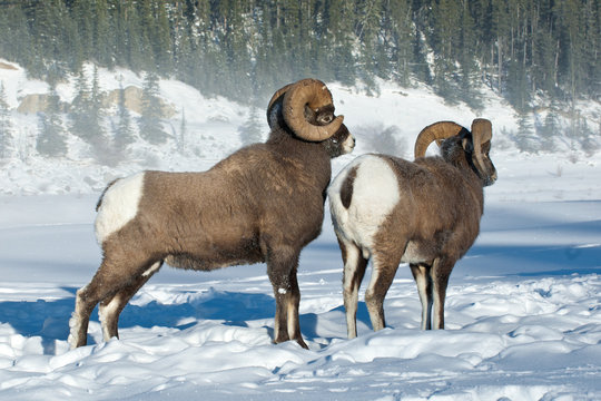 Dominant bighorn sheep ram (Ovis canadensis) displacing a subordinate, Jasper National Park, Alberta, Canada