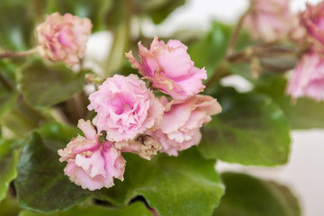 Saintpaulia varieties Sassy Sister S.Sorano with beautiful pink flowers. Close-up