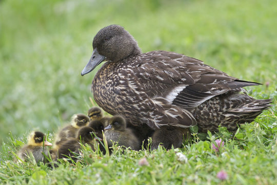 American Black Duck (Anus rubripes) perched on the ground in Newfoundland, Canada.