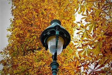Paysage d'automne au jardin des tuileries à Paris, France