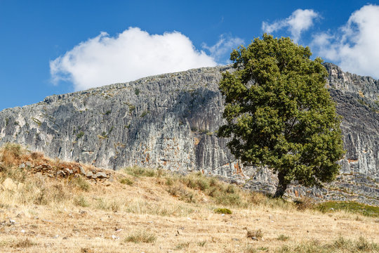 Roble y paredes de roca de Peña Canales. Sierra de la Cabrera, Pozos, León.