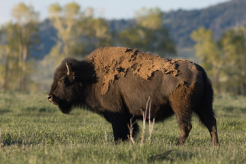 Wild Bison, Jackson Wyoming