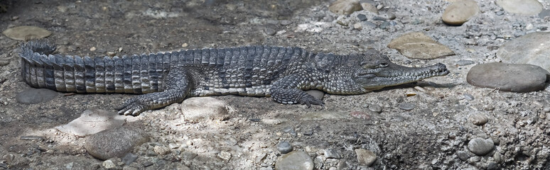 Three australian crocodiles. Latin name - Crocodylus johansoni