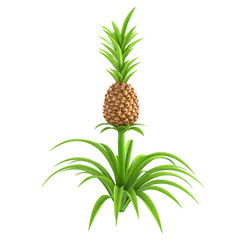 Whole pineapple plant with stem and green leaves isolated on white background. Growing pineapple tree. 3D illustration.