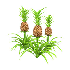 Group of three pineapple plants isolated on white background without shadows. Ananas plantation. Growing pineapple trees. 3D illustration.