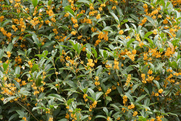 Orange osmanthus