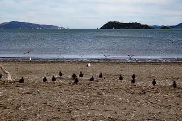 Seagulls and Yachts, Petone foreshore, Wellington, New Zealand