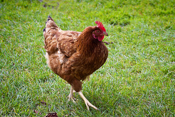 Rooster portrait with red hackles and wattles.