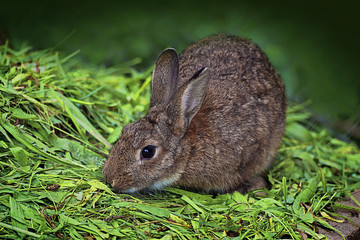 Cute brown rabbit eating grass
