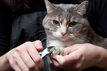 clipping claws of a cat - a necessary concern for pet