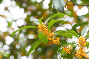 Orange osmanthus