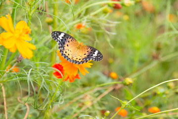 Cosmos and Butterfly