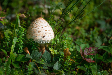 Mushroom Macrolepiota procera