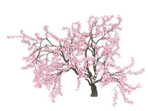 Cherry blossoms. Sakura. Hanami. Blossoming cherry tree with a lush crown of pink flowers, isolated on white background. 3D illustration.