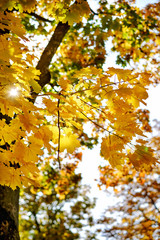 Autumn leaves tree maple / Autumn maple leaves, the sun breaks through the foliage, october outdoors, golden leaves.