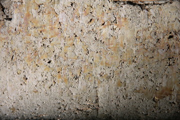 Природный фон: структура дерева береза