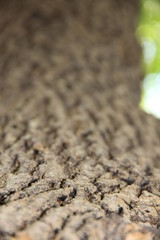 Природный фон: размытая структура дерева