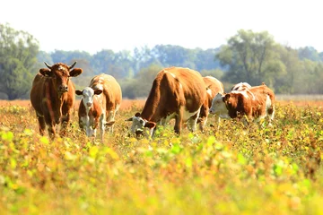 Papier Peint photo Lavable Vache Vaches au pâturage à la ferme