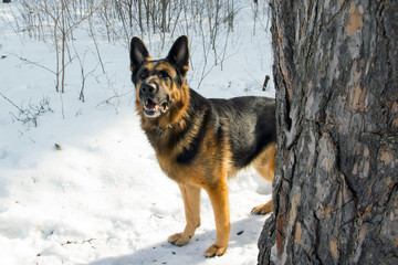 German shepherd dog on snow in winter day