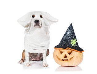 Funny dog dressed like a ghost sitting near a halloween pumpkin