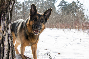 German shepherd dog on snow in winter day
