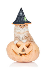Funny cat dressed in a hat sitting in a halloween pumpkin