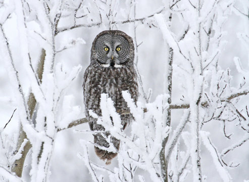 Great Gray Owl, Strix nebulosa, perched in the snow at the Nisbet Forest, Saskatchewan, Canada