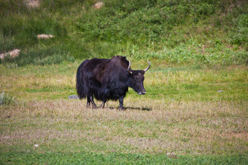 Black female Yak with horns is in a pasture in the Tien Shan mou