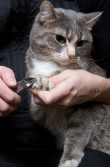 clipping claws of a cat - a necessary concern for pet