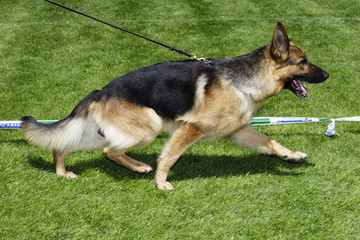 German shepherd dog running