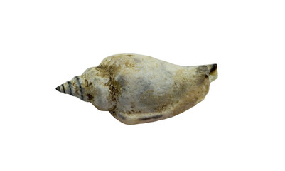 Seashell in close-up isolated on a white