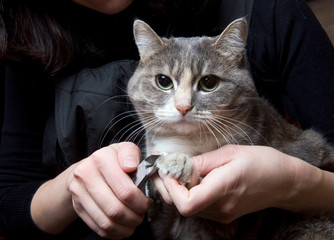 clipping claws of a cat - a necessary concern for pet