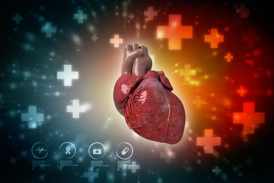 Anatomy of Human Heart 