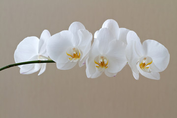 White branch of orchid on beige background