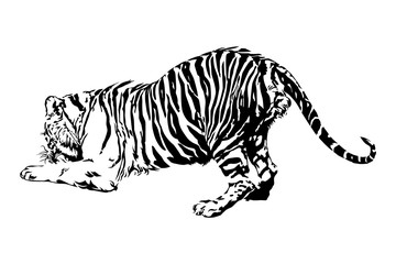 Tigers are enjoying eating.