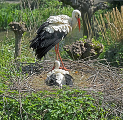 White stork with its nestling. Latin name - Ciconia ciconia