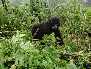 Smal mountain gorilla in the forest