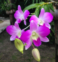 Orchids