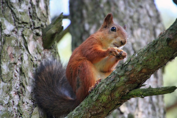 Fototapeta premium Squirrel on Tree
