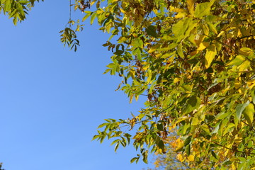 Beautiful autumn frame: yellow and autumn leaves against the blue sky