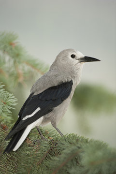 Clark's Nutcracker, Nucifraga columbiana, Manning Park, BC, Canada