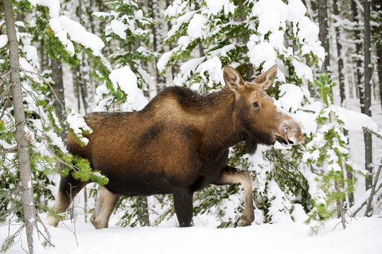 Cow moose walking in deep snow, Alberta, Canada