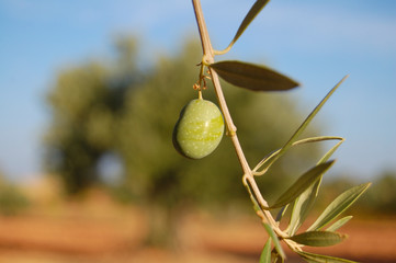 Aceituna