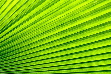 green palm leaf  texture background