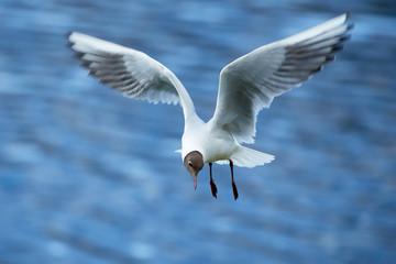 Seagull